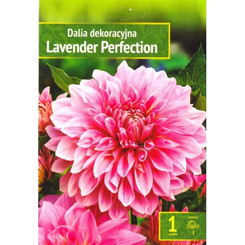 Georgine LAVENDER PERFECTION