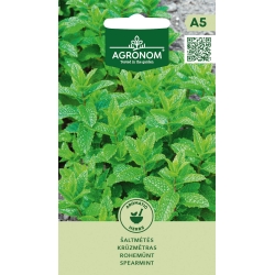 Peppermynte frø (Mentha spicata)