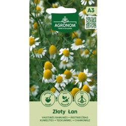 Kamille ZLOTY LAN
