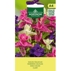 Dusksalvie (Salvia horminum)