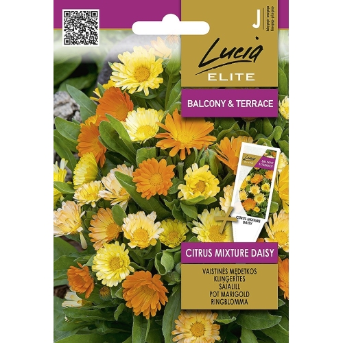 Ringblomst CITRUS MIXTURE DAISY