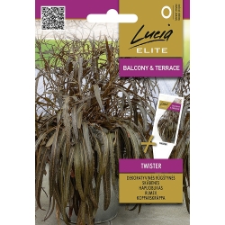 Bronsehøymole Twister