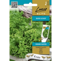 Salatfrø GRAND RAPIDS LUCIA