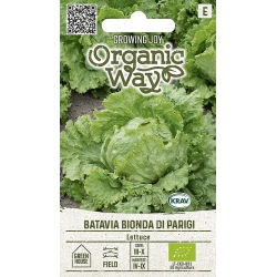 Salat BATAVIA BIONDA DI PARIGI