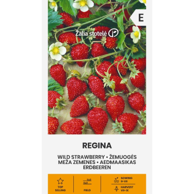 Markjordbær REGINA