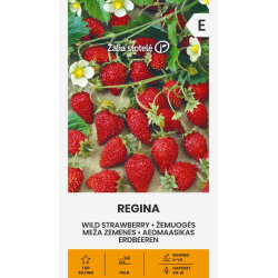 Markjordbær REGINA