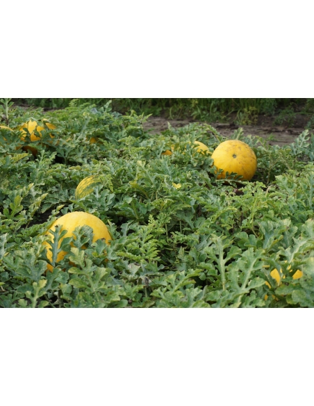 Vannmelon Zloto Wolicy H