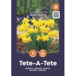 Narsisser tête à tête