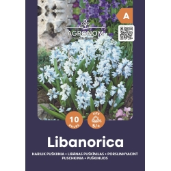 Puschkinia libanotica blomsterløk