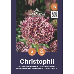 Prydløk ALLIUM CHRISTOPHII blomsterløk
