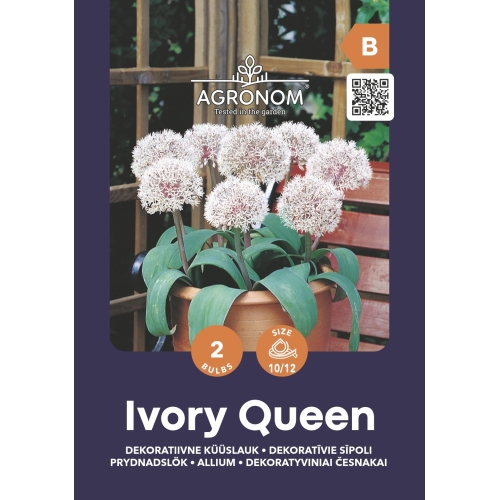 Prydløk IVORY QUEEN blomsterløk