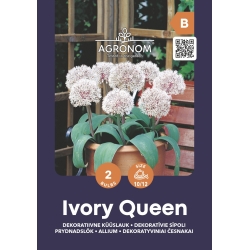 Prydløk IVORY QUEEN blomsterløk