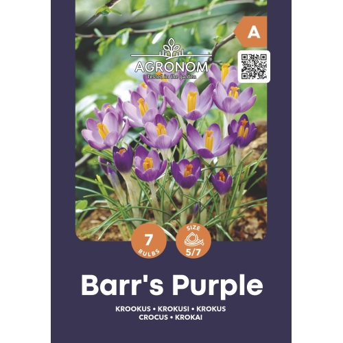 Krokus BARRS PURPLE blomsterløk
