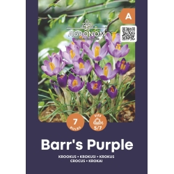 Krokus BARRS PURPLE blomsterløk