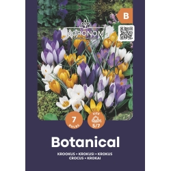 Krokus blomsterløk MIXED