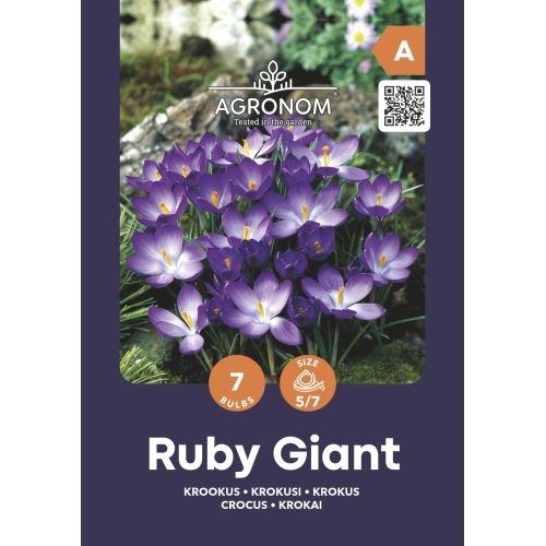 Krokus blomsterløk RUBY GIANT