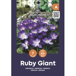Krokus blomsterløk RUBY GIANT