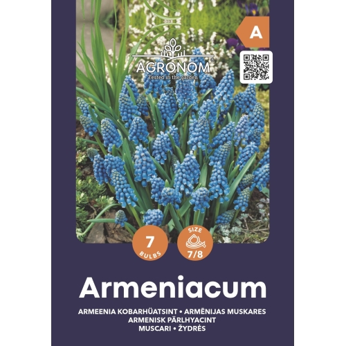 Perleblomster blomsterløk ARMENIACUM