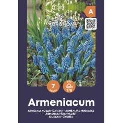Perleblomster blomsterløk ARMENIACUM