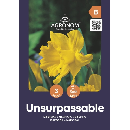 Narcisser blomsterløk UNSURPASSABLE