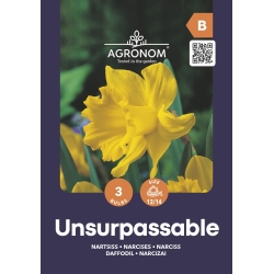 Narcisser blomsterløk UNSURPASSABLE