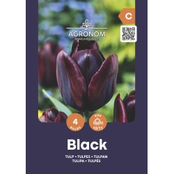 Tulipaner blomsterløk BLACK