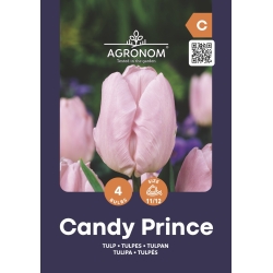 Tulipaner blomsterløk CANDY PRINCE