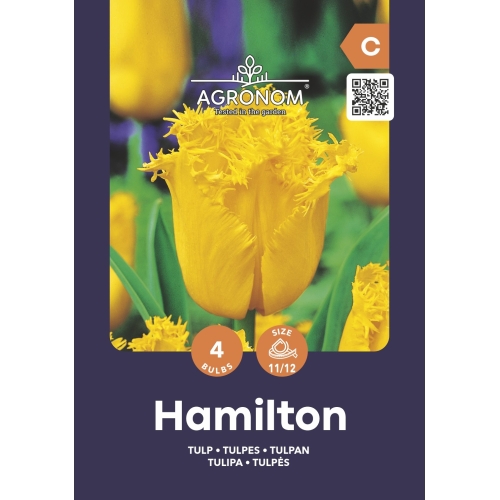 Tulipaner blomsterløk HAMILTON