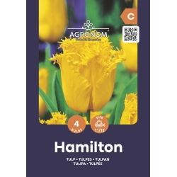 Tulipaner blomsterløk HAMILTON