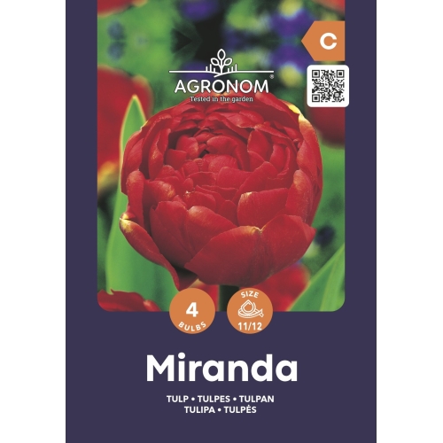 Tulipaner blomsterløk MIRANDA