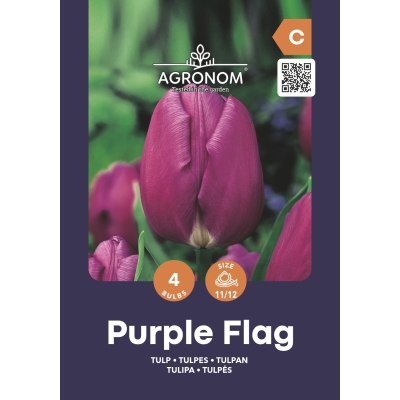 Tulipaner blomsterfrø PURPLE FLAG