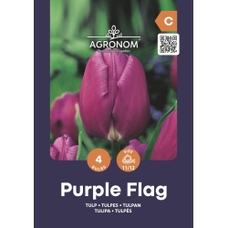 Tulipaner blomsterfrø PURPLE FLAG