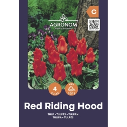 Tulipaner blomsterfrø RED REDDING HOOD