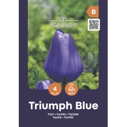 Tulipaner TRIUMPH BLUE