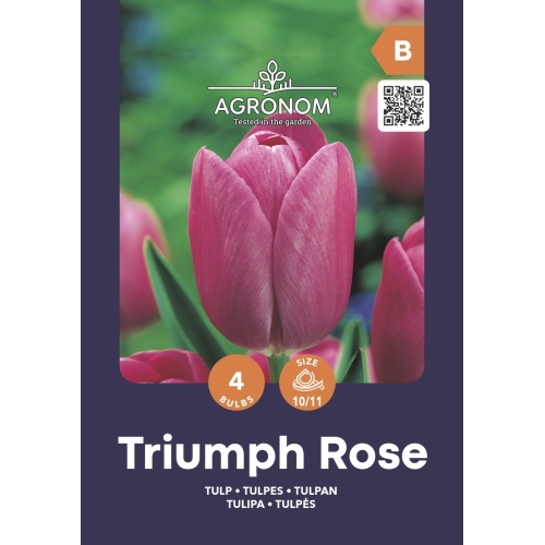 Tulipaner TRIUMPH ROSE
