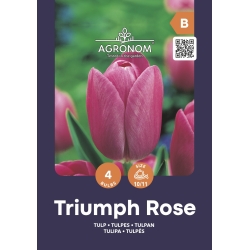 Tulipaner TRIUMPH ROSE