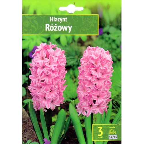 Hyasint RÓŻOWY ROSA-NUANSER