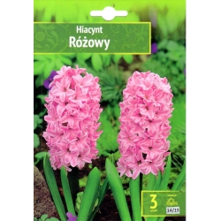 Hyasint RÓŻOWY ROSA-NUANSER