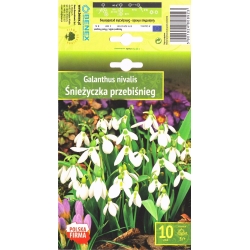 Snøklokker GALANTHUS NIVALIS 10stk