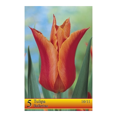 Tulipaner BALLERINA