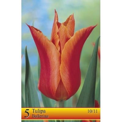 Tulipaner BALLERINA