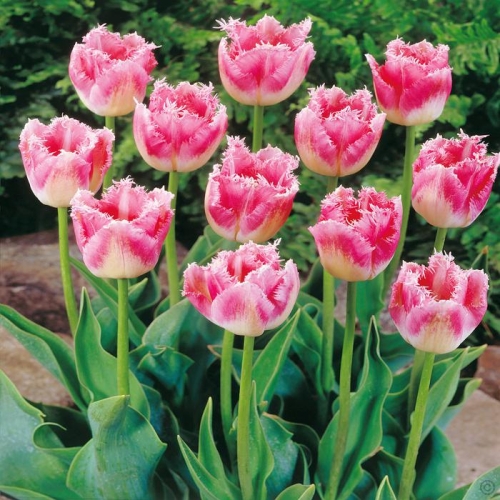 Tulipaner FANCY FRILLS