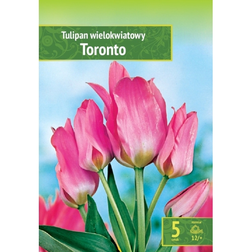 Tulipaner TORONTO