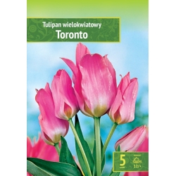 Tulipaner TORONTO