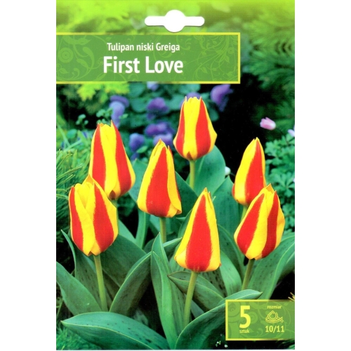 Tulipaner FIRST LOVE