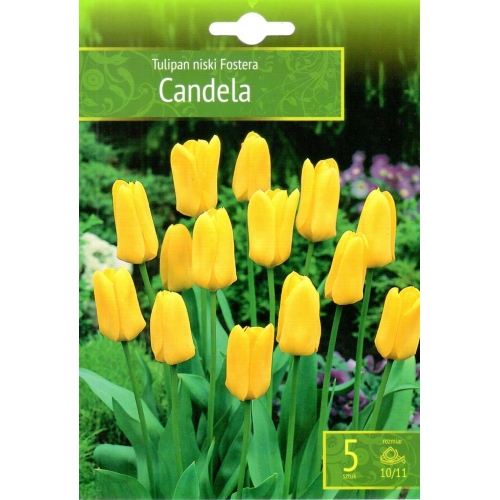 Tulipaner CANDELA