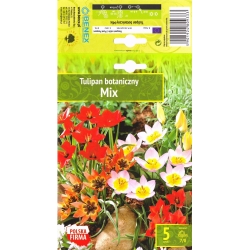 Tulipaner TULIPANER MIX