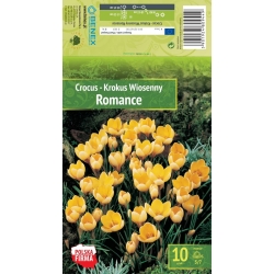 Krokus ROMANCE