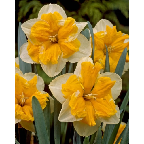 Påskeliljer ORANGERY