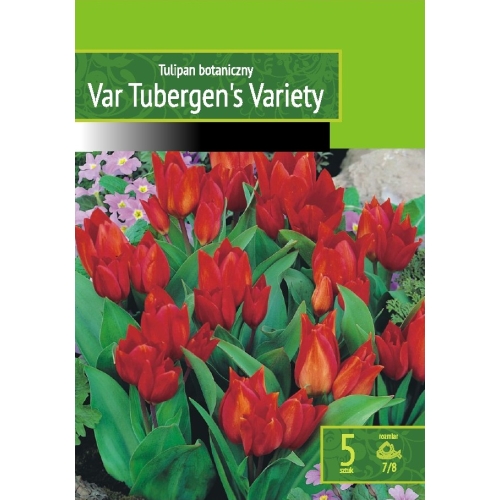 Tulipaner VAN TUBERGENS VARIETY